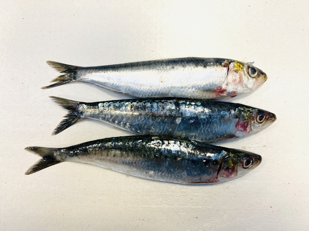 Fresh Sardines