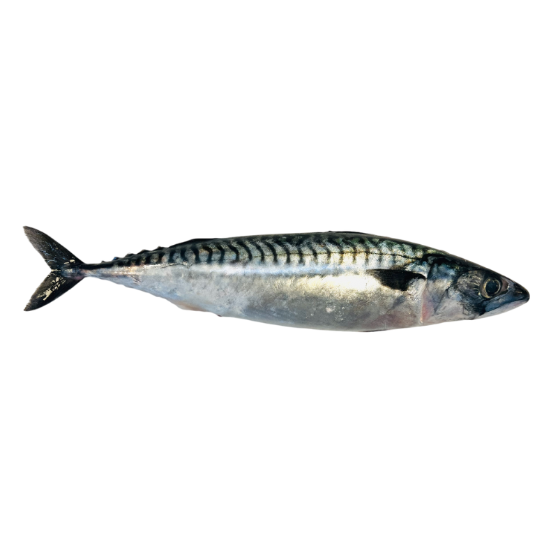 Mackerel