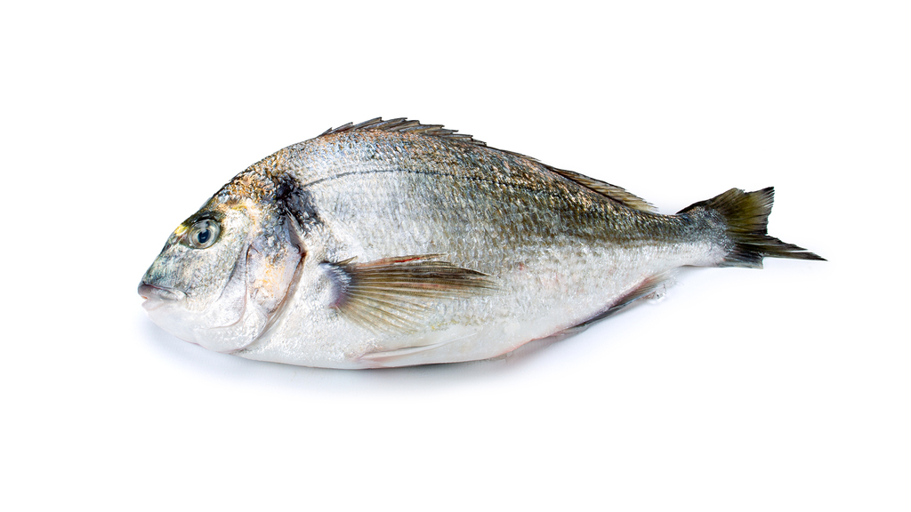 Royal sea bream 400-600 gr