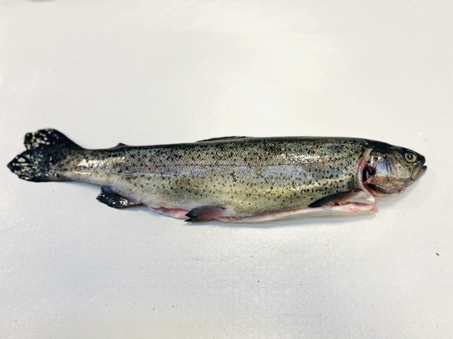 Fresh trout 3/4