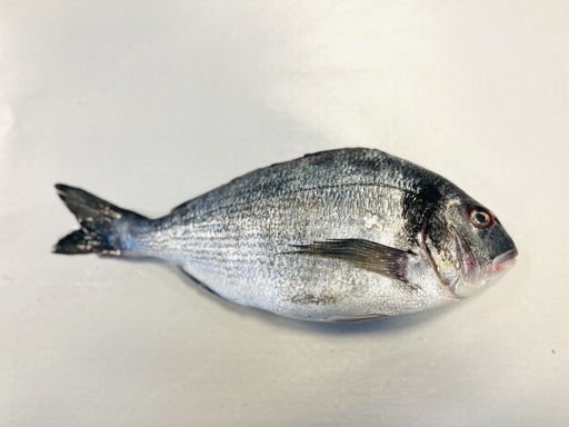 Dorade Royal