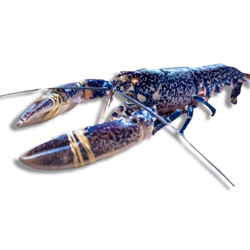 Blue gambas 150/200gr
